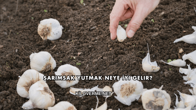 Sarımsak Yutmak Neye İyi Gelir?