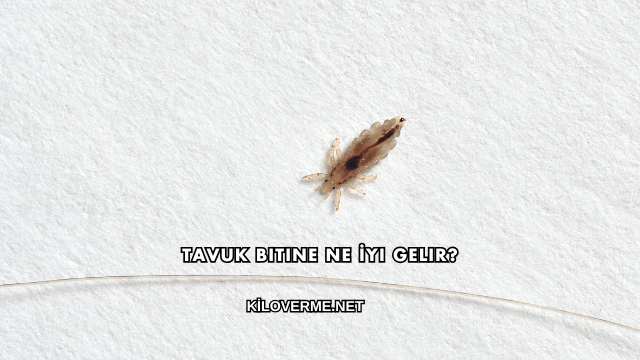 Tavuk Bitine Ne İyi Gelir?