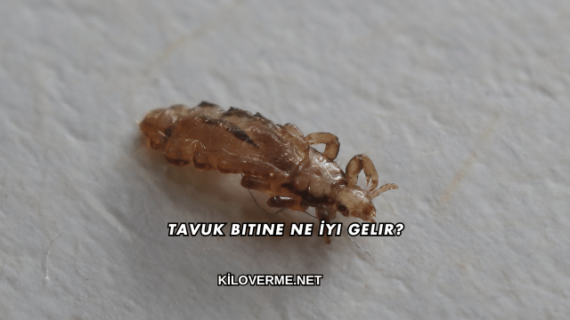Tavuk Bitine Ne İyi Gelir?