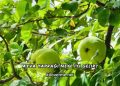 Ayva Yaprağı Neye İyi Gelir?