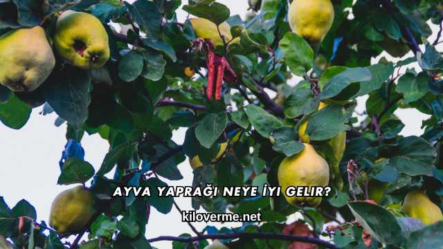 Ayva Yaprağı Neye İyi Gelir?