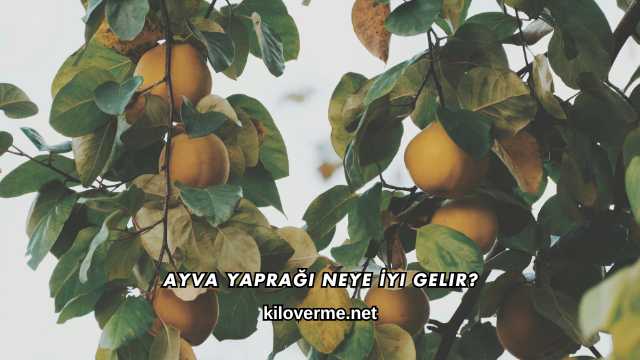 Ayva Yaprağı Neye İyi Gelir?