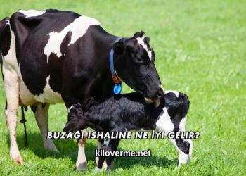 Buzağı İshaline Ne İyi Gelir?