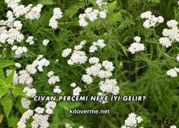 Civan Perçemi Neye İyi Gelir?