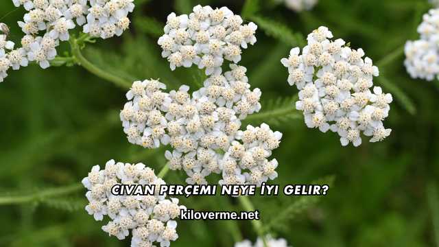 Civan Perçemi Neye İyi Gelir?