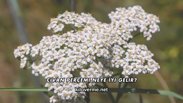 Civan Perçemi Neye İyi Gelir?