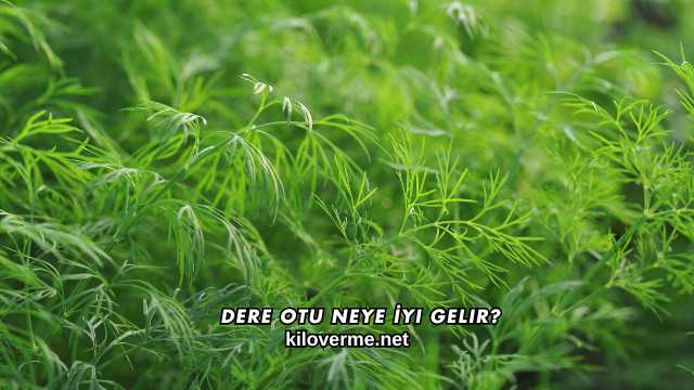 Dere Otu Neye İyi Gelir?