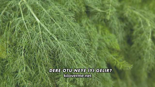 Dere Otu Neye İyi Gelir?