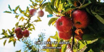 Elma Neye İyi Gelir?