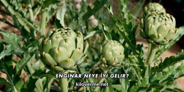 Enginar Neye İyi Gelir?