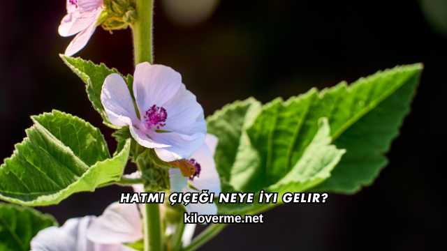 Hatmi Çiçeği Neye İyi Gelir?