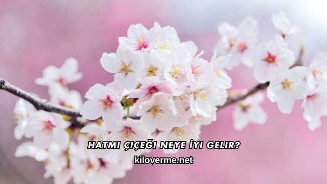 Hatmi Çiçeği Neye İyi Gelir?