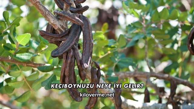Keçiboynuzu Neye İyi Gelir?