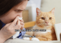 Kedi Alerjisine Ne İyi Gelir?