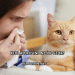Kedi Alerjisine Ne İyi Gelir?