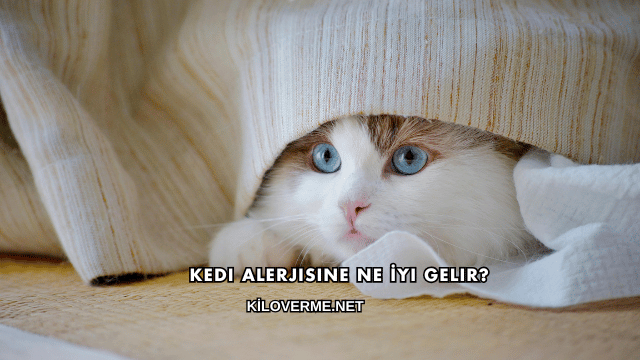 Kedi Alerjisine Ne İyi Gelir?