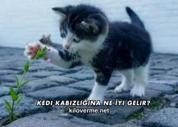 Kedi Kabızlığına Ne İyi Gelir?