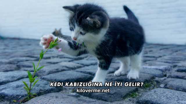 Kedi Kabızlığına Ne İyi Gelir?