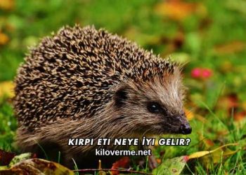 Kirpi Eti Neye İyi Gelir?