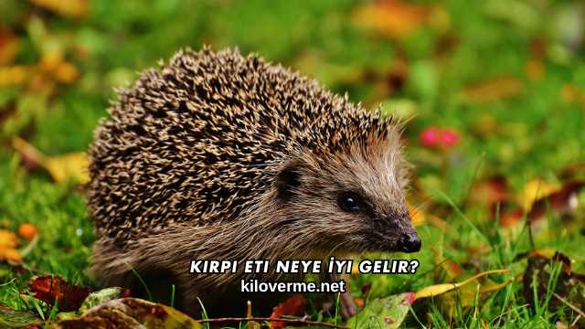 Kirpi Eti Neye İyi Gelir?