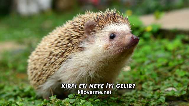 Kirpi Eti Neye İyi Gelir?