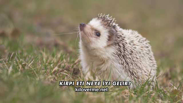 Kirpi Eti Neye İyi Gelir?