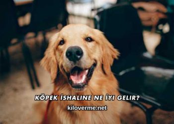 Köpek İshaline Ne İyi Gelir?