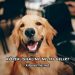 Köpek İshaline Ne İyi Gelir?
