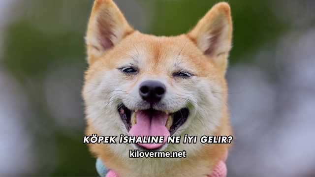 Köpek İshaline Ne İyi Gelir?