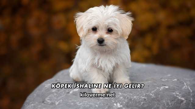 Köpek İshaline Ne İyi Gelir?
