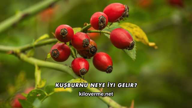 Kuşburnu Neye İyi Gelir?