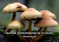Mantar Zehirlenmesine Ne İyi Gelir?