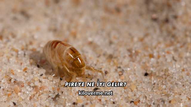 Pireye Ne İyi Gelir?